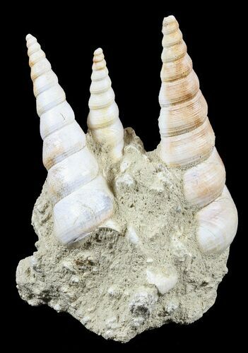 Fossil Gastropod (Haustator) Cluster - Damery, France #56383